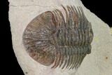 Metascutellum Trilobite - Very Pustulose #160906-2